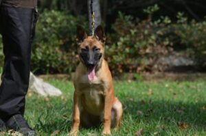 MALINOIS AFFIDO|Pastore Belga Malinois Femmina 4 mesi Piemonte